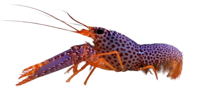Lilla revhummer (Enoplometopus debelius)